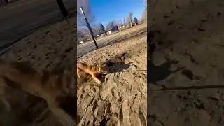 The simple joy of sand between your toes. #goldenretriever #zoomies