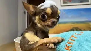 اغرب المواقف المضحكة للحيوانات الاليفة 😂 | Funny Pets & Crazy Animal Moments