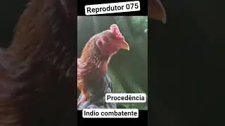 reprodutor 075 #shorts #music #song #animais #galinha #aves #galo #indio #rooster #natureza #humor