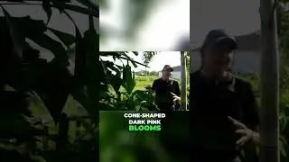Brazilian Red Cloaks Create AMAZING Safe Haven Borders!