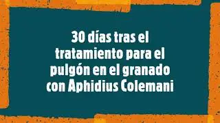 Aphidius colemani en granado de jard&iacute;n - Fauna auxiliar
