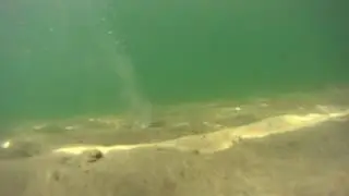 Burley Bomb