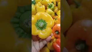 #red belpepper#yellow belpepper#green belpepper#attractive#vegetables#healthy vegetables#trend#short