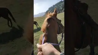 Little horse Adventure P5