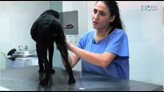 Primeiros socorros de animais - O que fazer em casos de queimaduras?