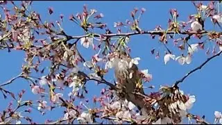 💐🕊️🦅Flowers and birds... Wangsong Lake... No communication...