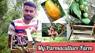 My Parma Culture Farm Tour ,And harvesting crops from my Farm. मेरे पर्माकल्चर फॉम की सैर।