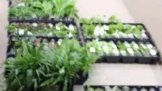 Aquarium Plant Delivery at Aqua Essentials