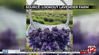 Lookout Mountain's Lavender Farm kicks off their 'uPick' season