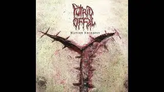 Putrid Offal - Mature Necropsy
