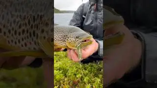 Fishing trip in the mountains of Norway🏔️🎣 #NorwayFishing #TroutFishing #FishingInNorway #Fishing