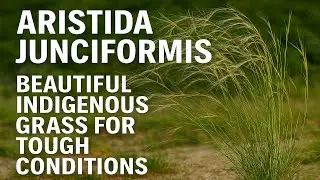 Aristida junciformis | Beautiful Indigenous Grass for Tough Conditions