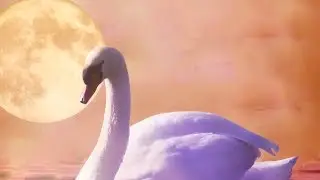 El Patito Feo Video Infantil en Español