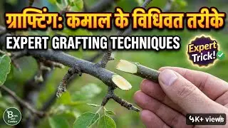 पौधों में ग्राफ्टिंग की विधियाँ | કલમ કેવી રીતે કરવી | Technique of artificial propagation |