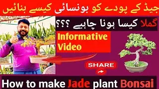 Jade k pody ko Bonsai kese banaen|How to Make Jade plant Bonsai?