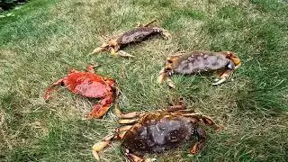Crabbing Puget Sound While Scuba Diving Marine Area 8-2 Mukilteo #underwateradventure