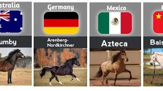 Horse breeds from different countries || Horse breeds comparison
