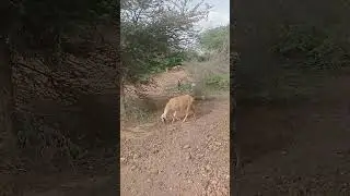 goat sheep blog video#short
