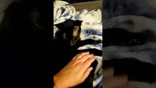 Polydactyl kitten with extra toes and sibling adventures #polydactyl