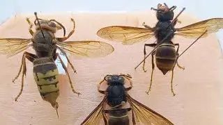 Vespa crabro VS Vespa velutina. Euronean Hornet VS Asian Hornet. 20.06.2022. See Differencies.