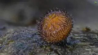 Common Eyelash Cup (Scutellinia scutellata)