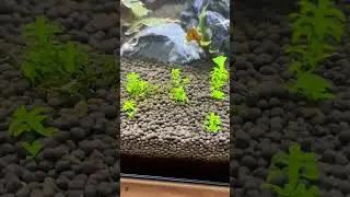 How to Carpet Pearl Weed the Right Way