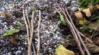 Easy Propagation Bed Experiment: Goumi, Serviceberry, Aronia, Mulberry, Cherry