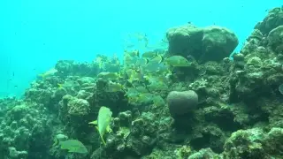 diveLIVE - Only dive - June 14th, 2018