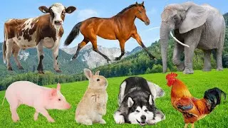 Collection of Farm Animal Sounds - Sheep, Goose, Chicken, Cow, Pig, Cat, Donkey - Animal Sounds