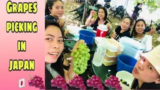 GRAPES PICKING IN JAPAN(BUDO-GARI)