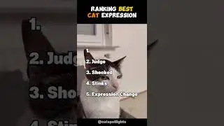 Ranking Best Cat Expression