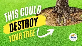 Convert Your Lawn to Synthetic Turf Without Harming Your Trees