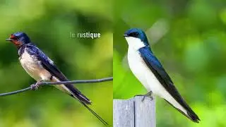 Connaissez-vous la différences entre hirondelle rustique et hirondelle de fenêtre ?