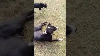 #shorts #viral #animalyoutube