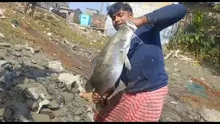 পুকুরে খেপলা জাল দিয়ে ভেটকি ধরার অপূর্ব দৃশ্য।net fishing ।।