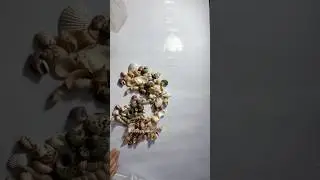 🏖️✨ Unboxing 500g Sea Shells for Craft I Amazon Purchase at Rs.289 (-49% Off)