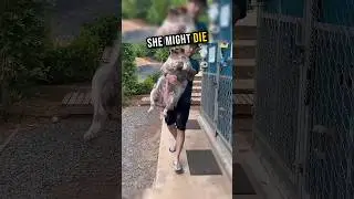 Преображение этой собаки вдохновляет 🥺❤ #шорты