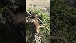 Baboon Monkey climbing up the tree #monkey #nature #baboon #climb #tree #wildlife #beautiful HA45348