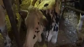 Vlog#1 pokaz bydła czyli co i jak :)