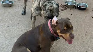 MERLE MASTIFF X BULLY PUPPIES