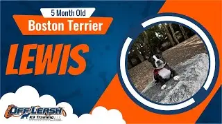 5 MONTH OLD BOSTON TERRIER 