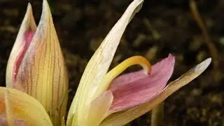 Hardy Ginger - Zingiber mioga
