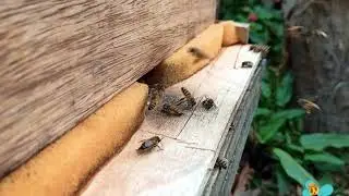 Movimiento de piquera.#elfantasmitawily #apicultura #abejas #apicultores #chaparritasbeescajamarca