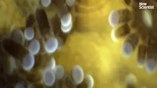 Kissing corals captured by underwater microscope