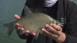 Balta žuvis mikro masalais