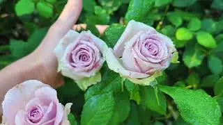 Роза срезочная Сарана Бридл. #rose #садоводничество #розы #цветы 