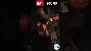 Bat Sounds | Animal Sounds #shorts
