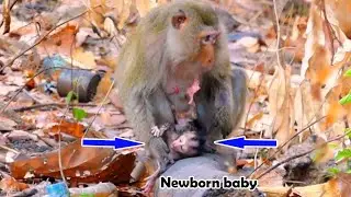 The newborn baby monkey of the old mother monkey looks very weak (premature baby)