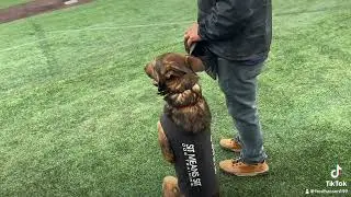 Dog pays attention to National Anthem