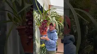 Orqu&iacute;deas Cymbidium, kiwi medianoche ❤️￼